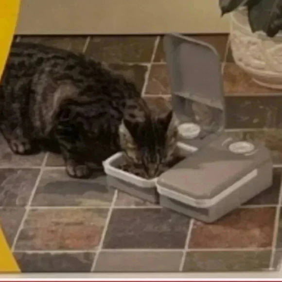 💙🐾Host pick🐾 automatic 2 meal pet feeder - Picture 1 of 10